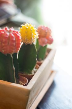 Many Cactus Colored Pots In Clay Pots On Wooden Table With Soft Light.