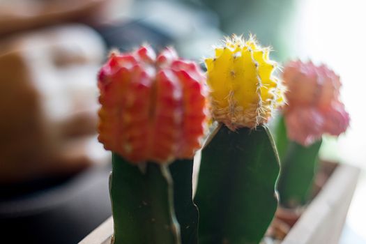 Many Cactus Colored Pots In Clay Pots On Wooden Table With Soft Light.