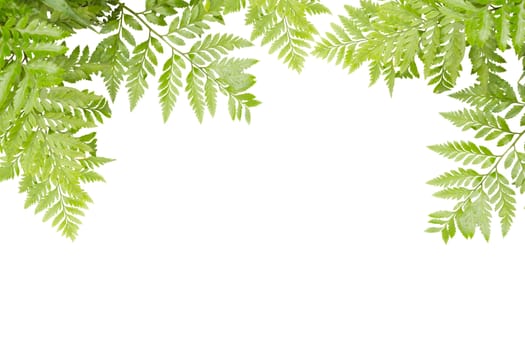 Green Leaves For Frame On White Background, Nature Border