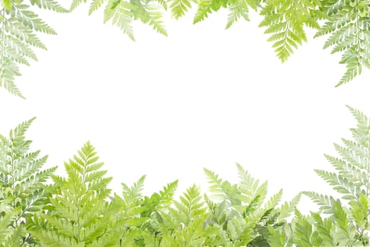 green leaves for frame on white background, nature border