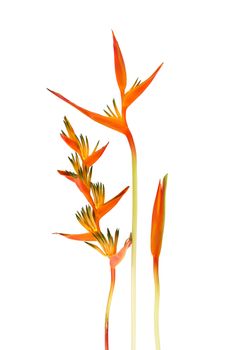 Beautiful Red, Yellow And Orange Heliconia (Heliconia Spp.) Flower Isolated On White Background, Tropical Vivid Color Flower And Leaf On White Background, Heliconia Or Bird Of Paradise Flower
