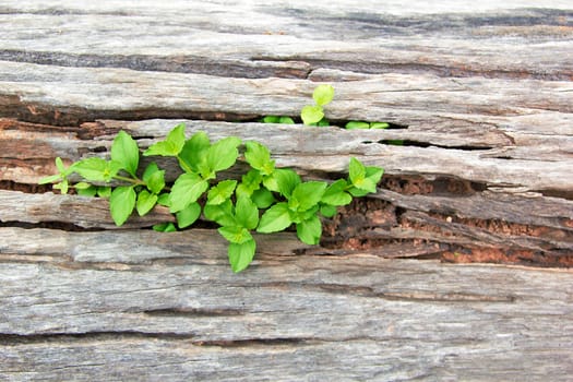 Young Plant Growing On The Old Wooden Tree, New Life Idea Concept With Seedling Growing (Tree), Growing Concept.