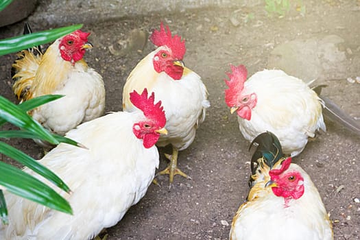 Image Of White Chicken In Farm Yard Background.