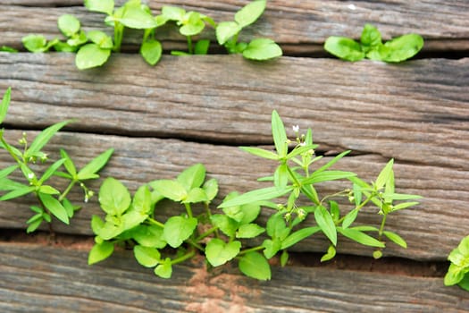 Young Plant Growing On The Old Wooden Tree, New Life Idea Concept With Seedling Growing (Tree), Growing Concept.