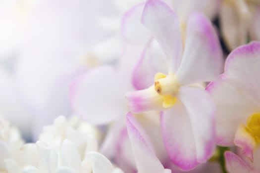 Orchid In The Garden With Bokeh Light, Bouquet Of Fresh Spring White Orchid And Soft Light Bokeh For Background. 