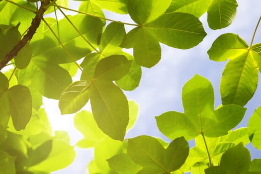 Green Leaves With Solf Light For Frame On White Background, Nature Border