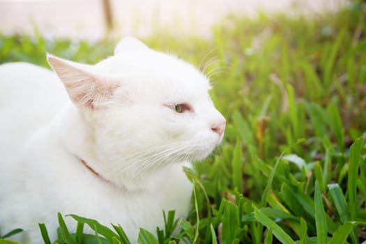 The Portrait Of White Colour Thai Cat With 2 Different Colored Eyes, Selective Focus, Cute Cat With Different Eyes, Heterochromia Iridum