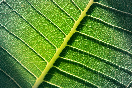 Abstract Green Leaf Background, Close-up Of Detail On Leaf Texture Background