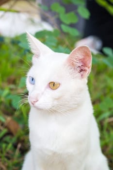 The Portrait Of White Colour Thai Cat With 2 Different Colored Eyes, Selective Focus, Cute Cat With Different Eyes, Heterochromia Iridum