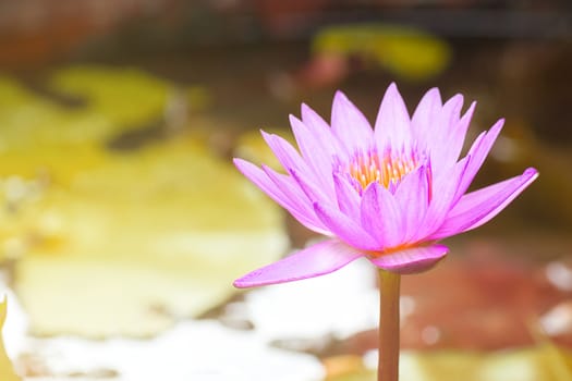 Beautiful Waterlily, Pink Lotus Flower Plants In Pond With Green Leaf Background And Sunlight.
