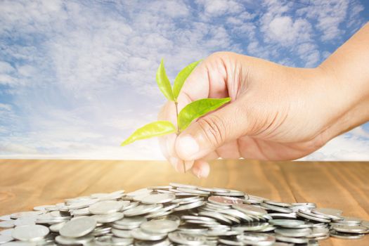 Close-Up Of Female Hand Pick Up The Leaf On The Coin With Blue Sky Background ,Business Finance And Money Concept, Business Investment Growth Concept