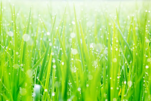 Beautiful Water Droplets On The Green Grass Shine In The Sunlight And Bokeh  Close-up Macro, Abstract Summer Nature Background With Drops Of Dew.