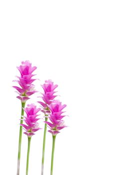 Curcuma Zanthorrhiza (Siam Tulip Curcuma Alismatifolia) Flower Isolated On White Background.