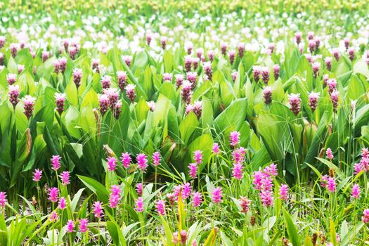 Curcuma Zanthorrhiza (Siam Tulip Curcuma Alismatifolia) Flower In The Nature With Soft Light.