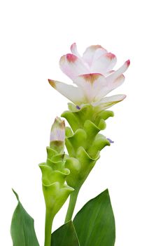 Curcuma Zanthorrhiza (Siam Tulip Curcuma Alismatifolia) Flower Isolated On White Background.