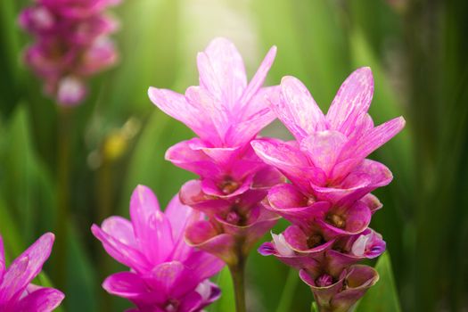 Curcuma Zanthorrhiza (Siam Tulip Curcuma Alismatifolia) Flower In The Nature With Soft Light.