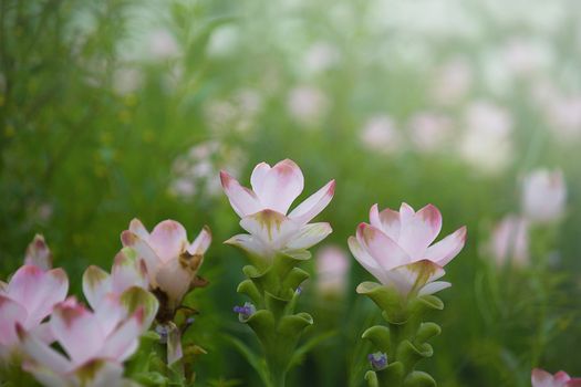 Curcuma Zanthorrhiza (Siam Tulip Curcuma Alismatifolia) Flower In The Nature With Soft Light.