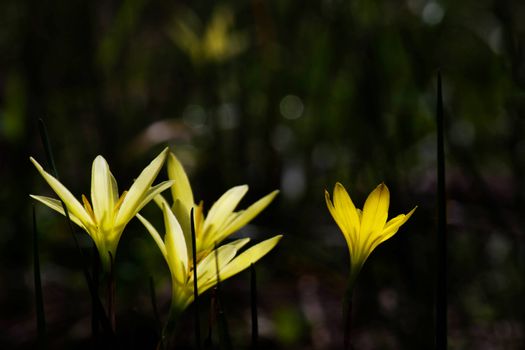 Beautiful Rain Lily Flower, Zephyranthes Lily Fairy Lily Little Witches. (Zephyranthas sp.)
