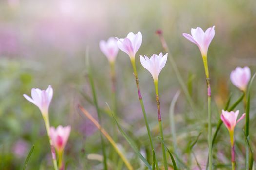 Beautiful Rain Lily Flower, Zephyranthes Lily Fairy Lily Little Witches. (Zephyranthas sp.)
