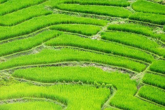 Rice Terrace At Ban Tien Pha, Mae Chaem, Chaing Mai, SouthEast Asia