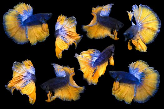 Collection Of Betta Fish Isolated On Black Background, Action Moving Moment Of Mustard Over Half Moon Betta, Siamese Fighting Fish