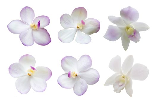 Overview Set Of White Orchid Flowers Isolated On White Background, Motley Brindle Flowers, Nature.