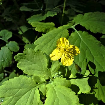 yellow flower of celandine, with latin name Chelidonium