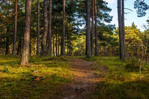 sandy road by pine forest ,Ventspils,Latvia