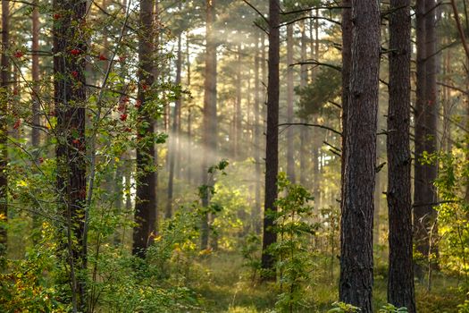 Sun's rays make their way through the trunks of trees in a pine forest