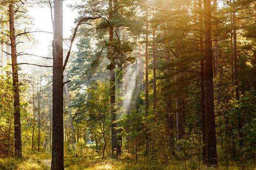 Sun's rays make their way through the trunks of trees in a pine forest