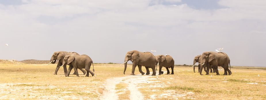 Herd of elephants crossing dirt road at Amboseli National Park, formerly Maasai Amboseli Game Reserve, is in Kajiado District, Rift Valley Province in Kenya.