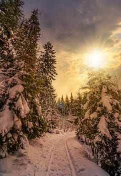 path through spruce forest in winter. beautiful nature scenery with snowy trees at sunset