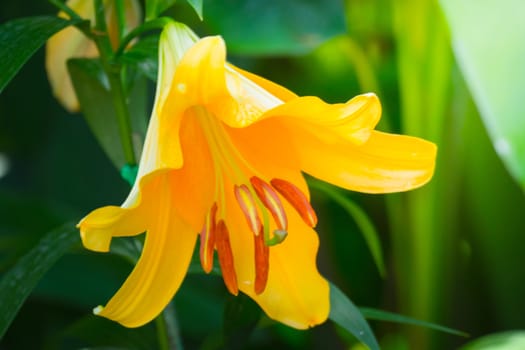 The background image of the colorful flowers, background nature