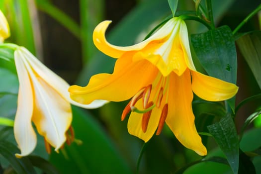 The background image of the colorful flowers, background nature