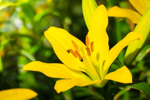 The background image of the colorful flowers, background nature