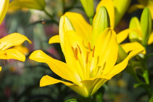 The background image of the colorful flowers, background nature