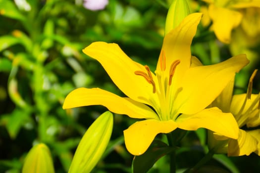 The background image of the colorful flowers, background nature