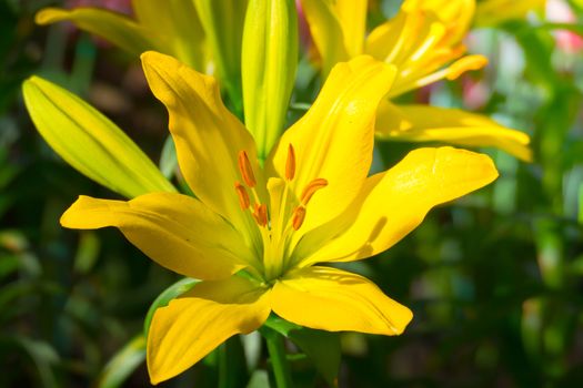 The background image of the colorful flowers, background nature