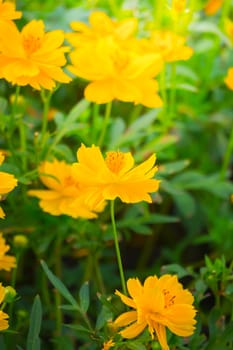 The background image of the colorful flowers, background nature