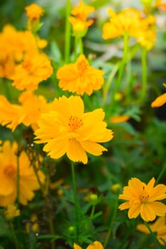 The background image of the colorful flowers, background nature