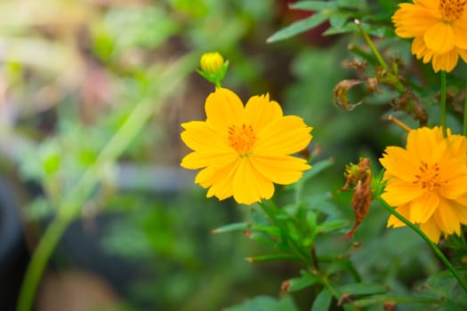 The background image of the colorful flowers, background nature