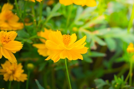 The background image of the colorful flowers, background nature