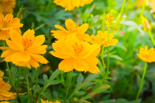 The background image of the colorful flowers, background nature