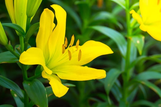 The background image of the colorful flowers, background nature