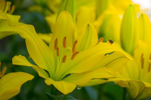 The background image of the colorful flowers, background nature