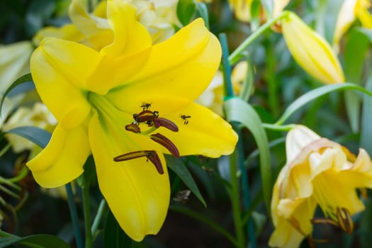 The background image of the colorful flowers, background nature