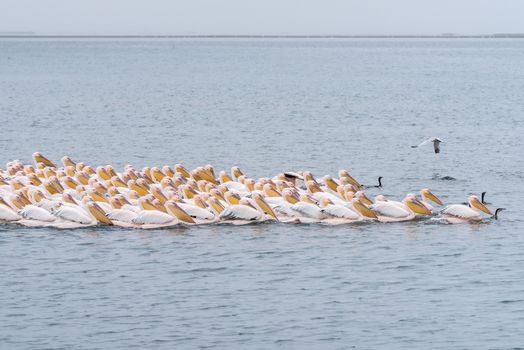 Great white pelicans swimming in formation hunting for fish in the lagoon in Walvis Bay
