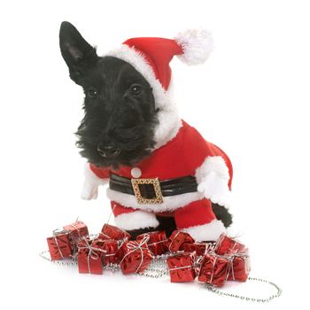 puppy scottish terrier in front of white background