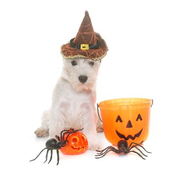 puppy west highland white terrier and halloween in studio