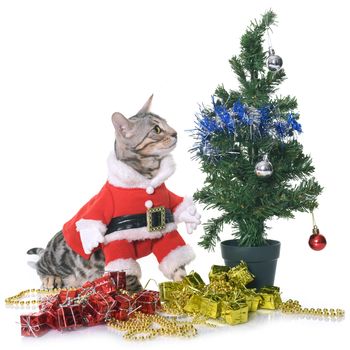 bengal kitten dressed in front of white background